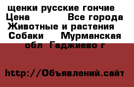 щенки русские гончие › Цена ­ 4 000 - Все города Животные и растения » Собаки   . Мурманская обл.,Гаджиево г.